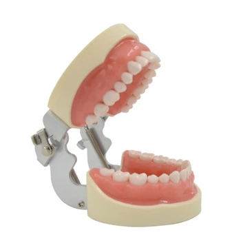 co231 32 Měkký Zubní Model Dýhy Zubař Zuby Ortodontické Přípravě Výuky