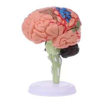 G5AA 4D Rozebrat Anatomický Model Lidského Mozku Anatomie Lékařské Učební Nástroj tam, kde mrtví