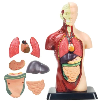 Model Lidského Těla Pro Děti Multicolor Plastové Lidský Trup Modelu Hračky 8 Ks Vyměnitelných Anatomie Panenka S Srdce A Orgánů