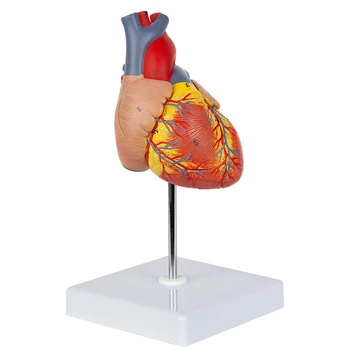 Model Srdce, 2-Část Deluxe Životní Velikosti Lidské Srdce Replika S 34 Anatomických Struktur, Obsahuje Displej Základny