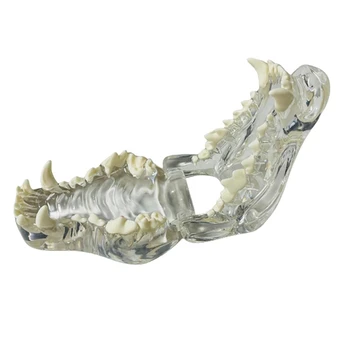 Transparentní Psí Zuby Anatomický Model Zvířat Ústní Zubní Čelisti Pro Veterinární Vzdělávací Nástroj
