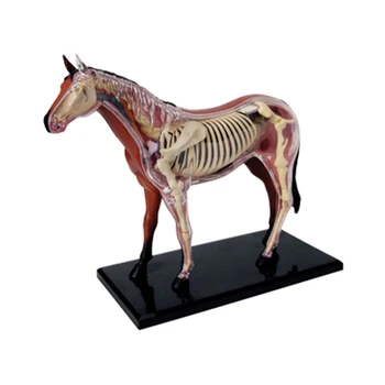 Zvíře, Orgán, Anatomie Model 4D Koně Inteligence Montáž Hračka Výuky Anatomie Model DIY Populární Věda Spotřebiče