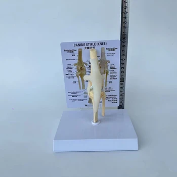 Život Velikost Psí Koleno Model Psa Společný Anatomický Model S Kartu Manuální Zvíře Kostra Anatomie Lékařské Vědy, Veterinární